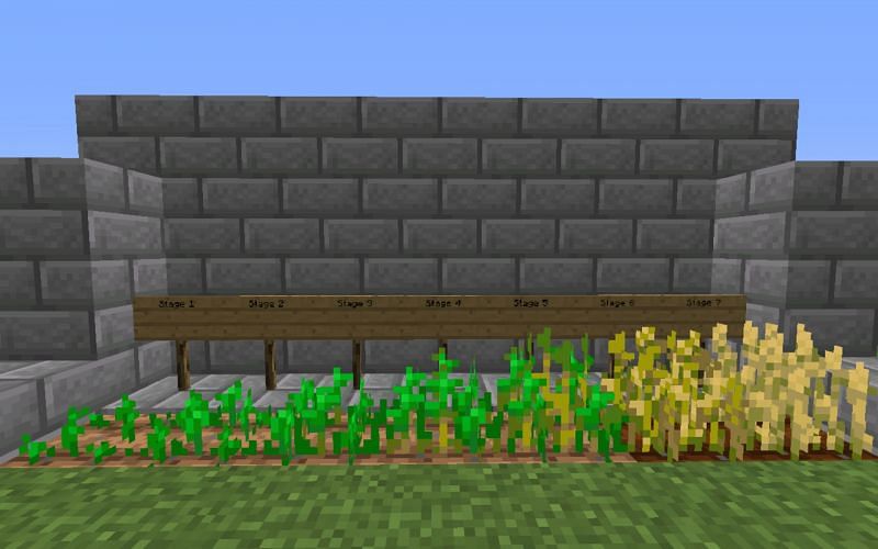 An image demonstrating the growth stages of wheat in Minecraft. Image via Minecraft.