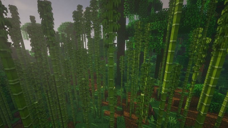 Naturally grown bamboo in a jungle biome (Image via Minecraft)
