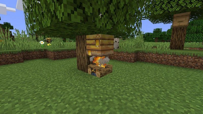 A campfire will keep the bees happy while a player is removing honey from the hive (Image via Minecraft)