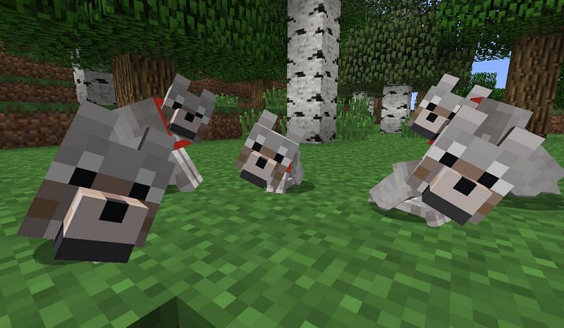 Wolf mob (Image via Minecraft)