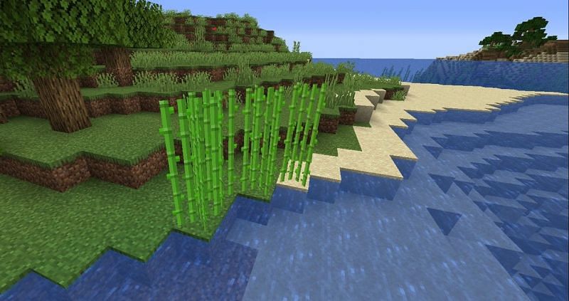 Sugarcane growing along a body of water (Image via Minecraft)