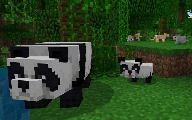 An image of several Minecraft pandas in a jungle biome (Image via Mojang)