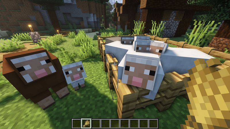 Sheep are attracted to players holding wheat in their hand (Image via Minecraft)