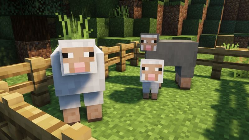Sheep are some of the easiest mobs to breed (Image via Minecraft)