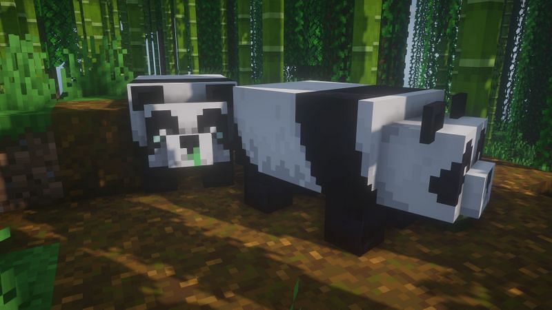 A weak and normal panda in Minecraft (Image via Minecraft)