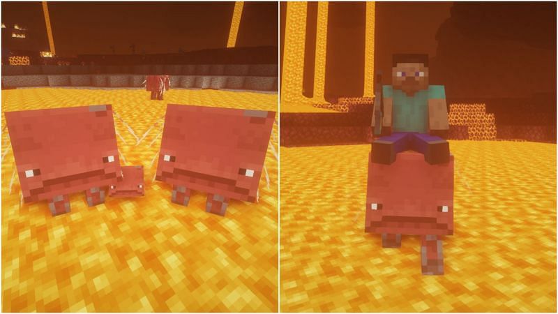 Striders in the game (Image via Minecraft)