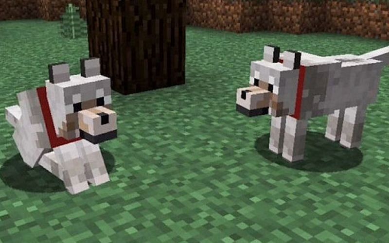 Minecraft players can tame wolves using bones. (Image via Minecraft)