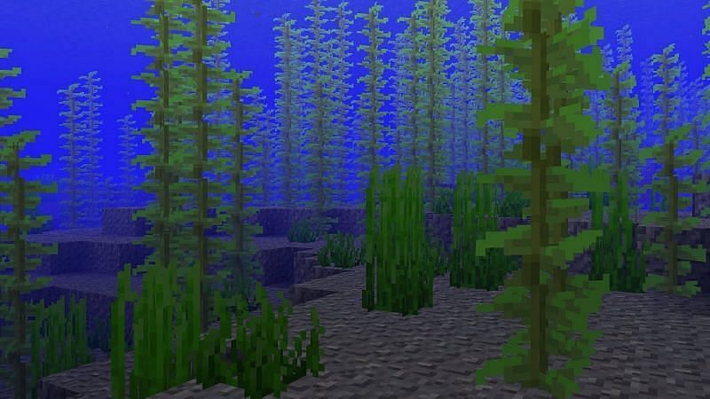 Kelp grows underwater and can grow without any level of light (Image via Minecraft)