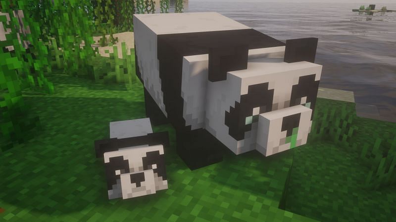 A normal baby panda and a weak panda in the game (Image via Minecraft)