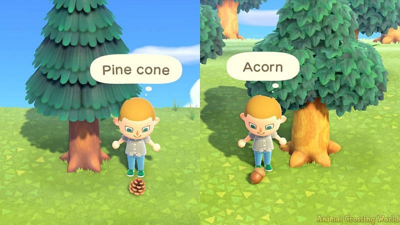 Guide to obtain pine cones and acorns in Animal Crossing: New Horizons (Image via Animal Crossing World)