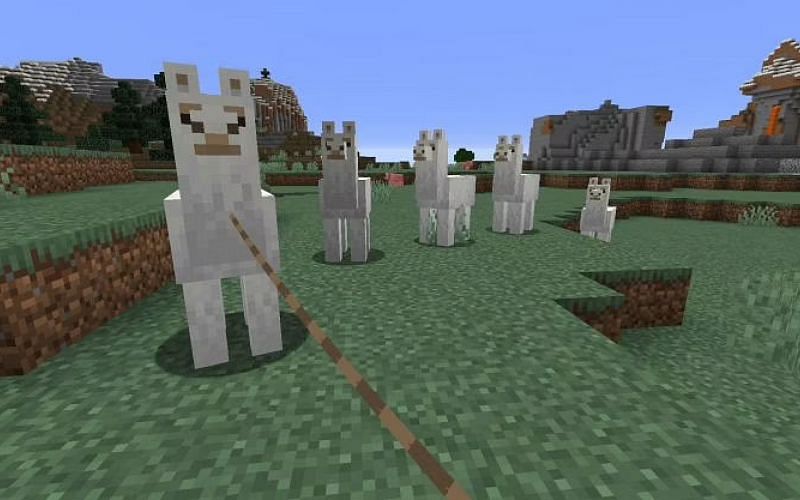 An image of a Minecraft player leading a caravan of llamas in-game. (Image via Minecraft)