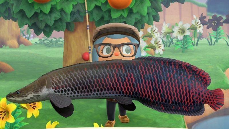 An arapaima, a fish leaving at the end September (Image via Nintendo)