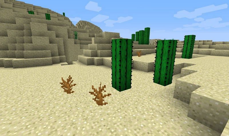 Cacti growing in Minecraft (Image via Minecraft)