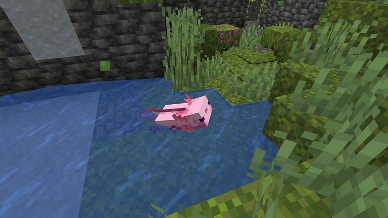 An axolotl in a lush cave (Image via Minecraft)