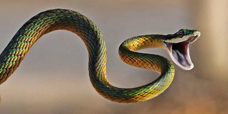 सांप का काटना खतरनाक होता है पर क्या सभी सापों के साथ ऐसा है? (फोटो: Paryavaran Digest)