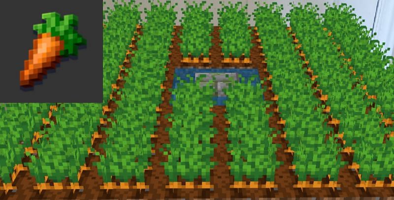 Carrot farm (Image via Minecraft)