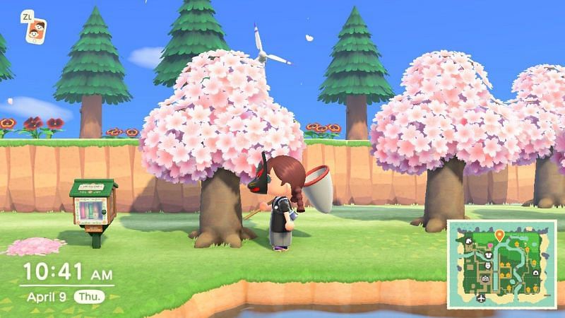 Players can can catch and use Cherry Blossom petals to craft limited-time Cherry Blossom items (Image via Nintendo)