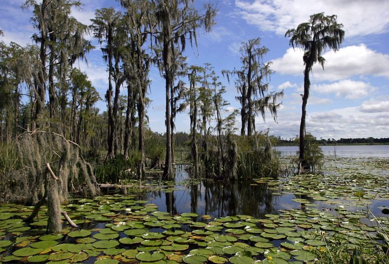 Imagine adding a swamp area like this to Vice City in GTA 6 (Image via Tampa Bay Times)