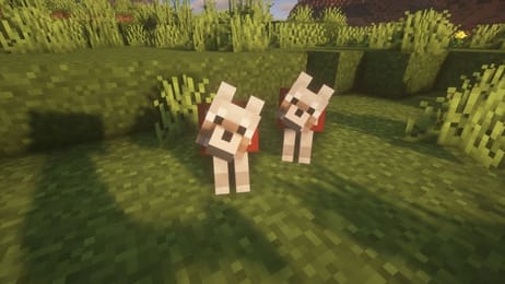 How To Attract Every Animal In Minecraft