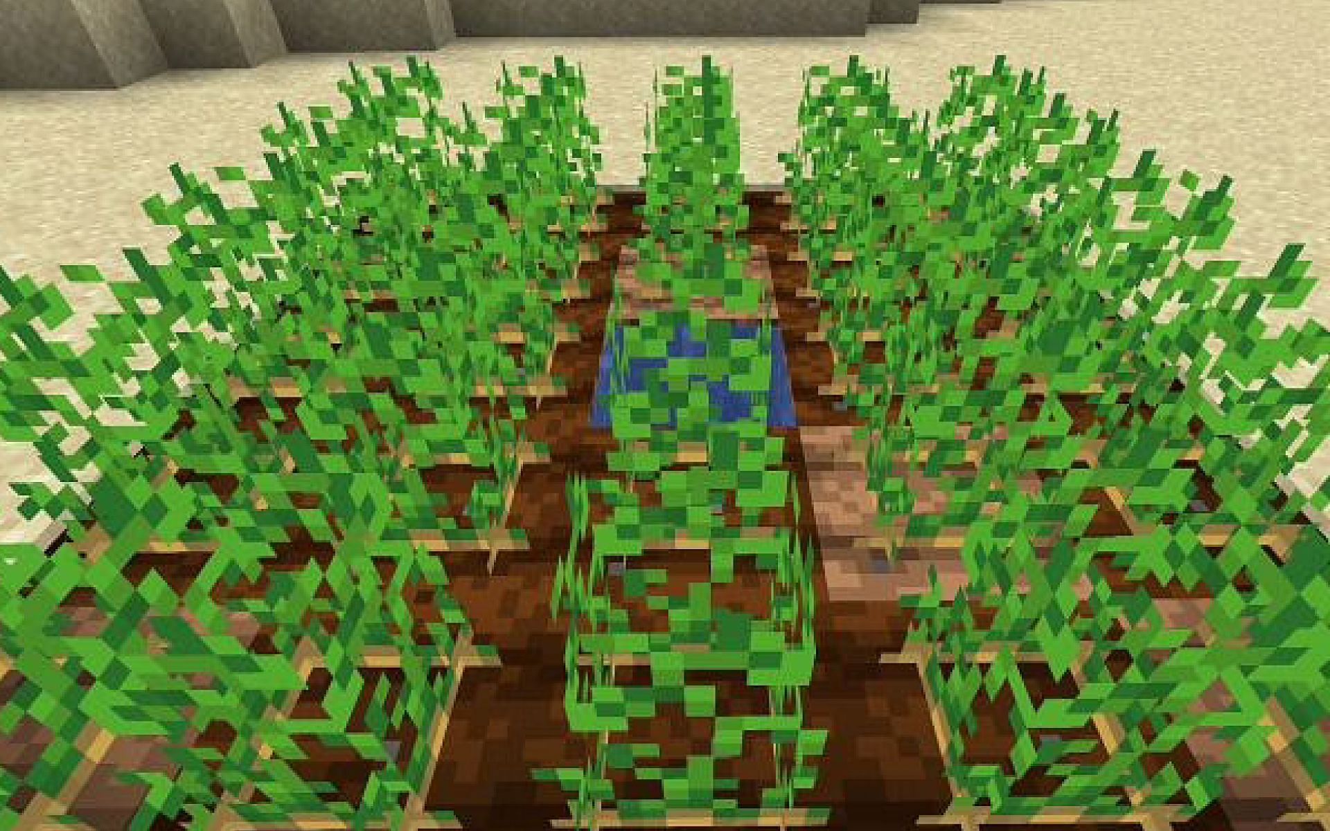 An image of a potato farm in a desert. (Image via Minecraft)