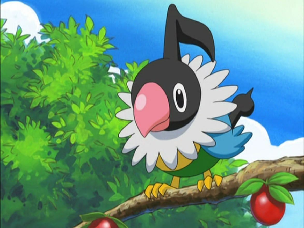 Chatot in the anime (Image via The Pokemon Company)