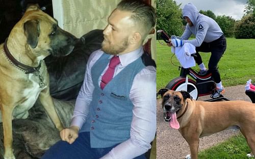 Conor McGregor reminisces his dog Hugo [Images Courtesy: @thenotoriousmma on Instagram]