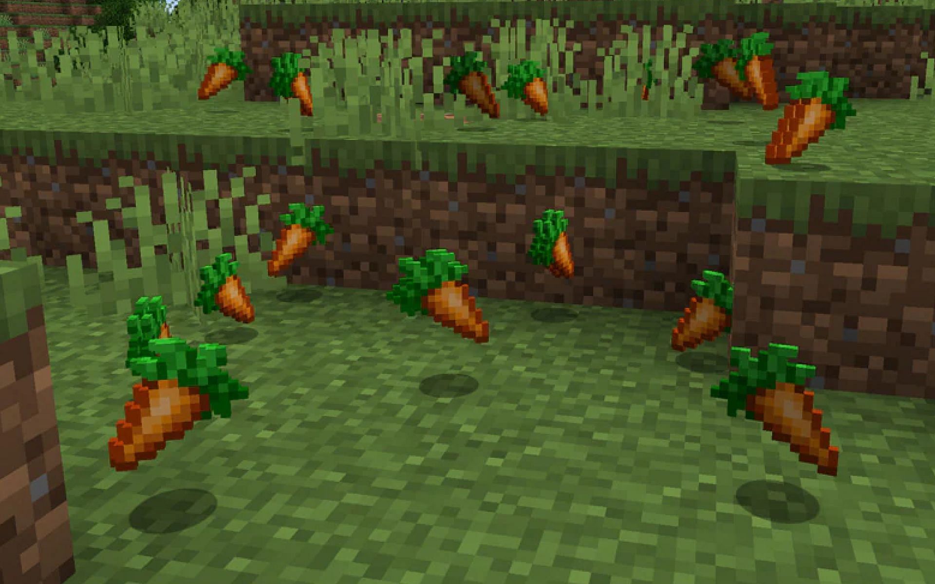 An image of several carrots on the ground in-game. (Image via Minecraft)