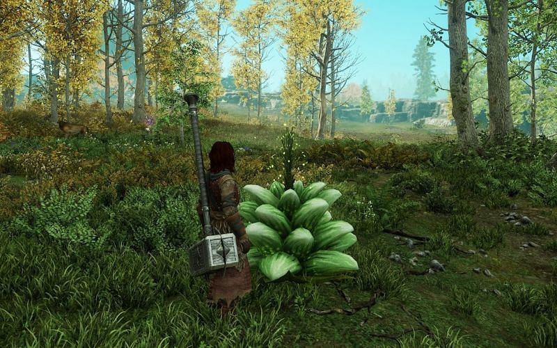 A player approaching a Petalcap in New World. (Image via Amazon Games)