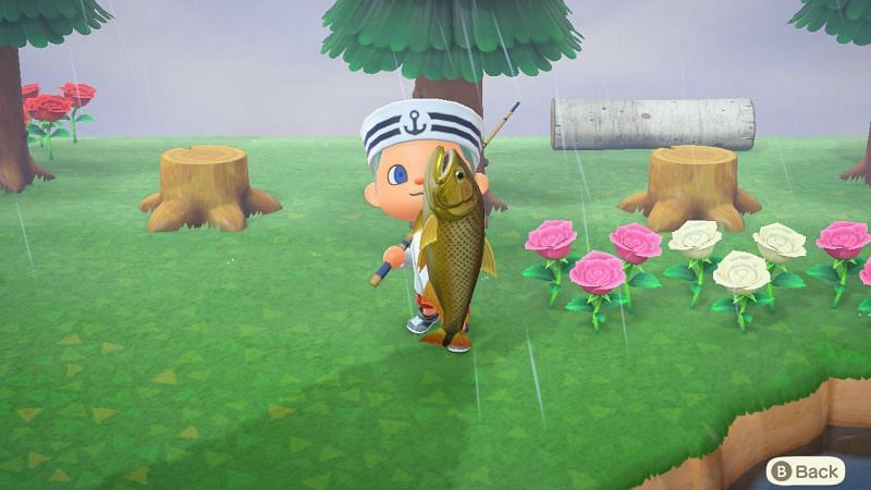 Dorado, one of the rarest fish in the entire game (Image via Nintendo)