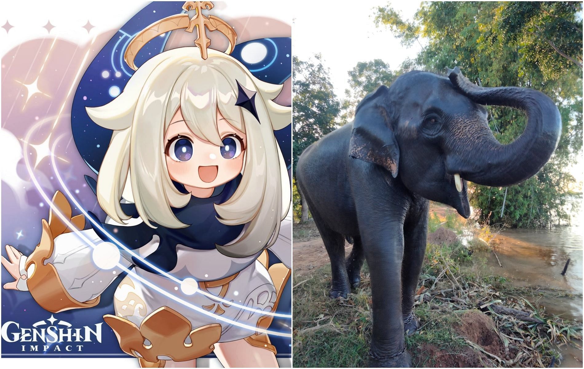 Genshin Impact community discusses elephant abuse in Thai circus rings (Images via Genshin Impact and thanawut_zaza Twitter handle)