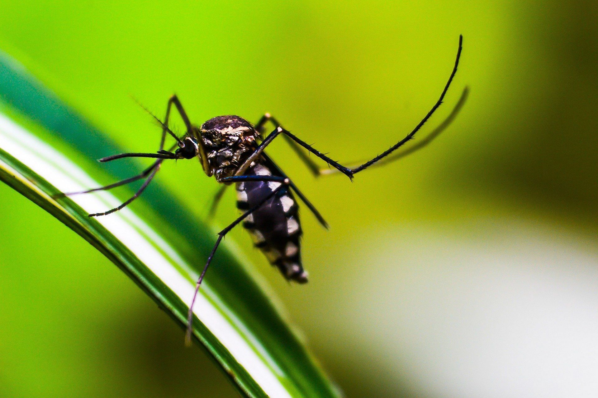 मलेरिया से रिकवर होने के लिए घरेलू उपचार Image: pixabay