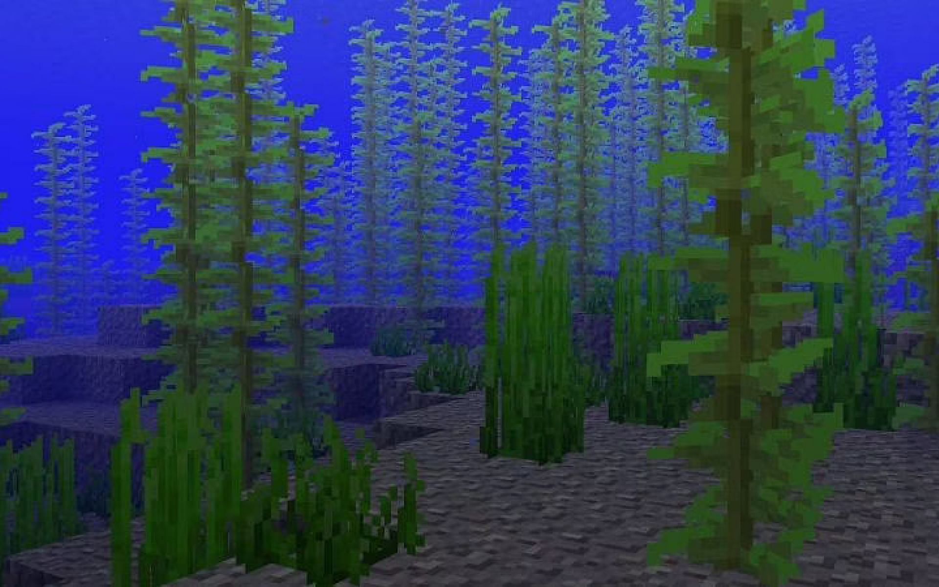 Kelp does not require many things to grow (Image via Minecraft)