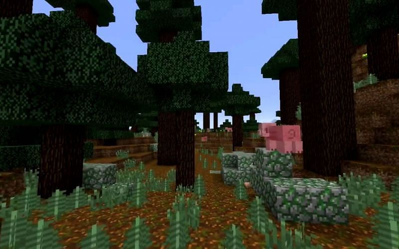 An image of a giant spruce taiga in-game. (Image via Minecraft)