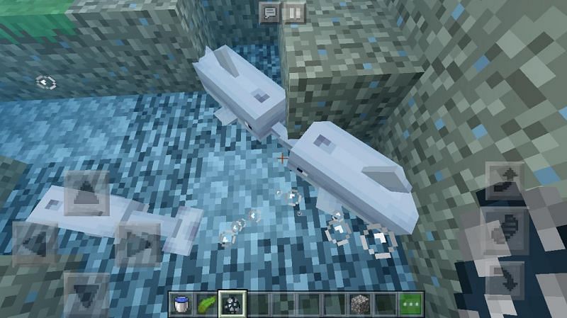Breeding dolphins (Image via Minecraft)