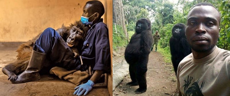 Andre and Ndakasi (Image via Virunga National Park)