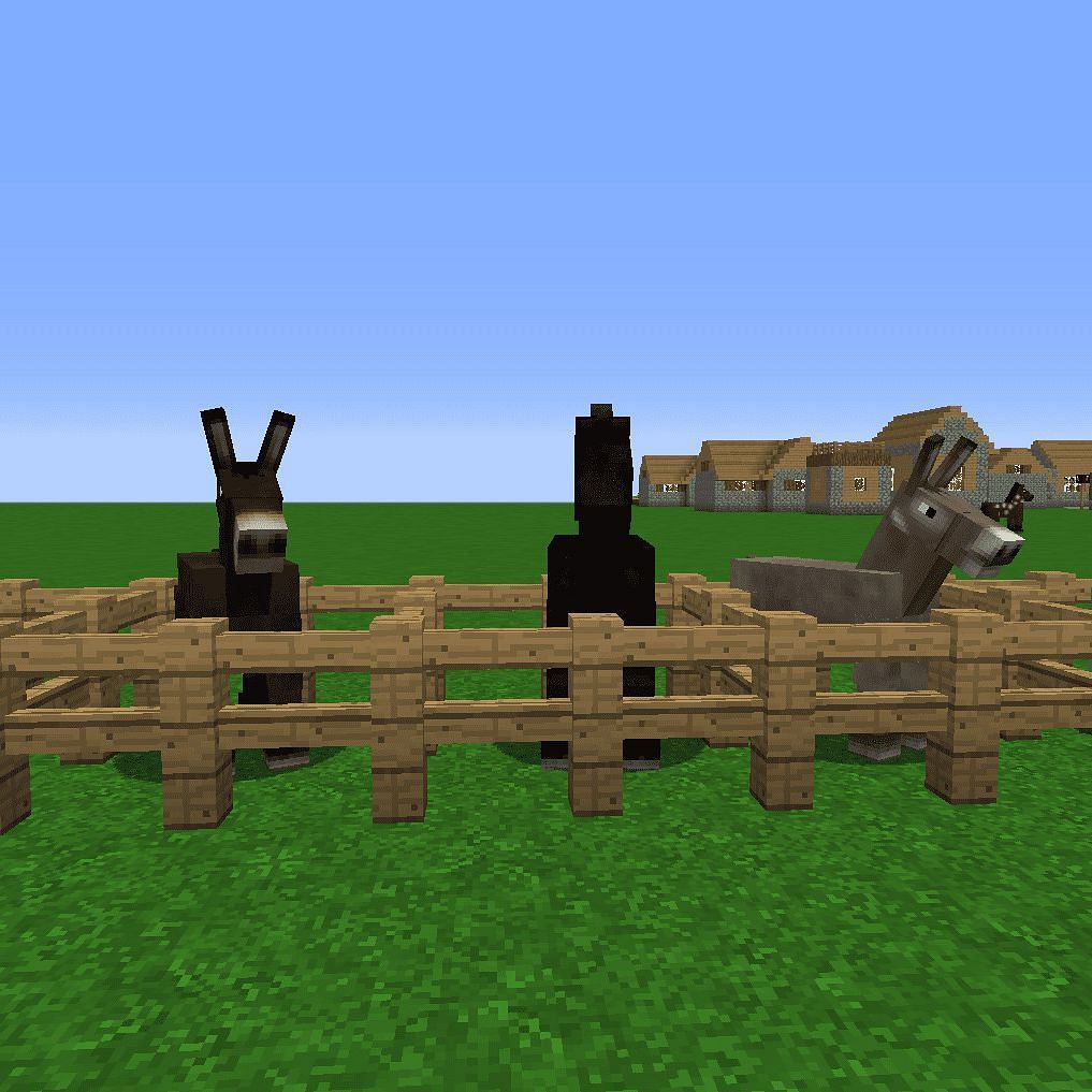 Horse, Donkey and Mule in Minecraft (Image via Mojang)