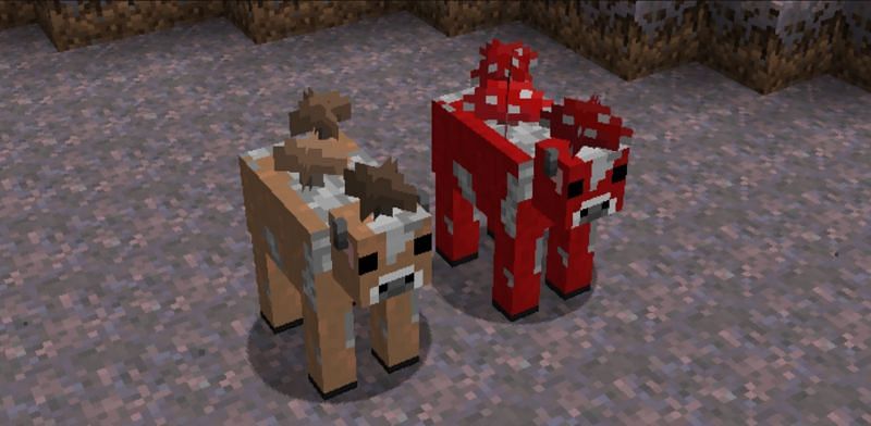 Mooshrooms are one of three mobs that can give milk to players with empty buckets (Image via Minecraft)