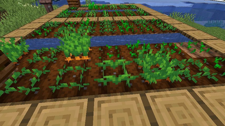 Carrots being grown (Image via Minecraft Wiki)