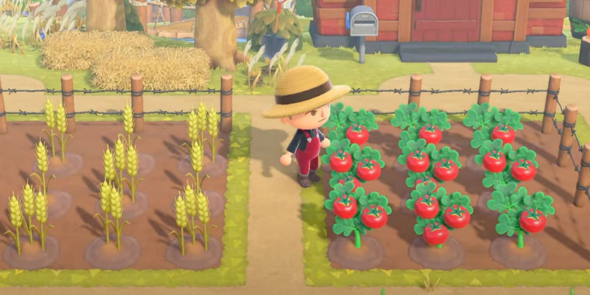 Tomatoes and wheat are two items added in the 2.0 update for cooking. Image via Nintendo