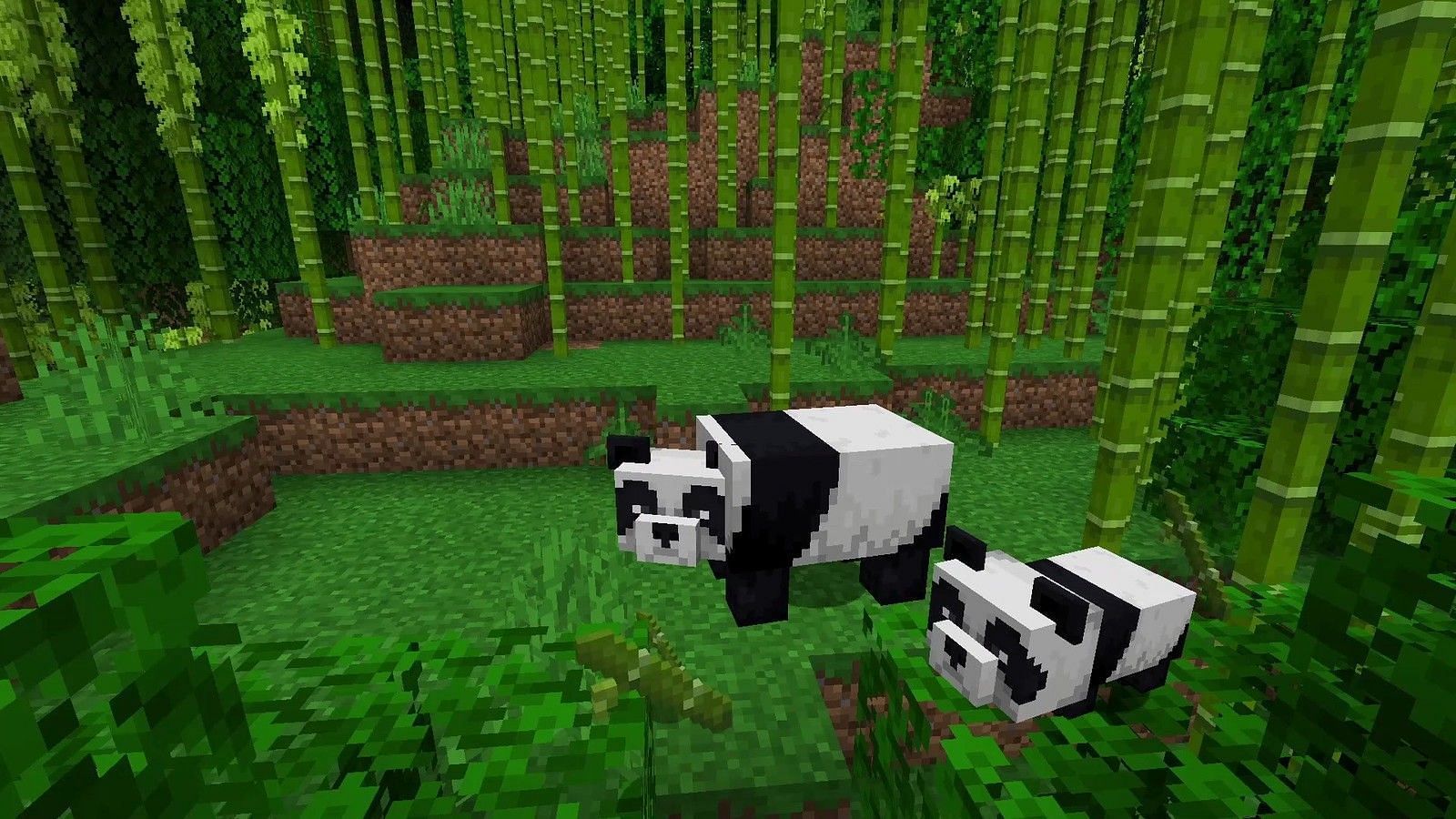 Pandas en Minecraft (Imagen a través de Minecraft)