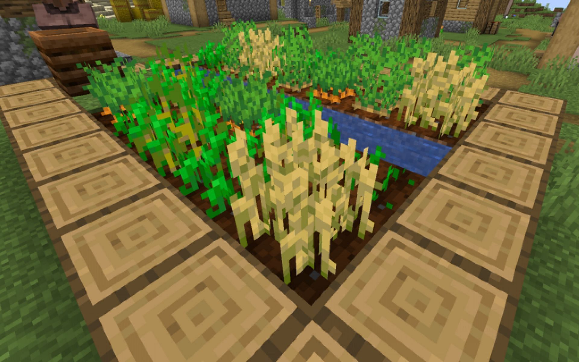 Farming is a great way of getting items like wheat, carrots, and potatoes. (Image via Minecraft)