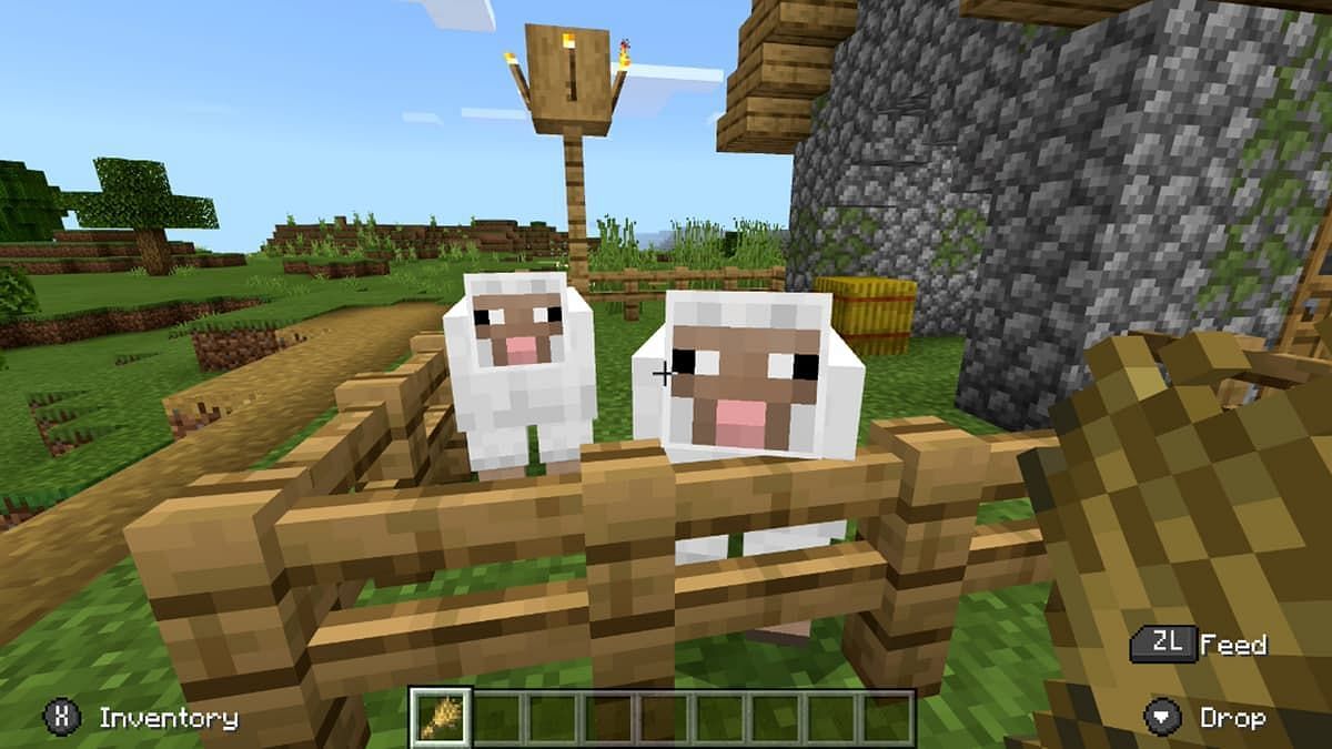 Sheep in Minecraft (Image via Minecraft)