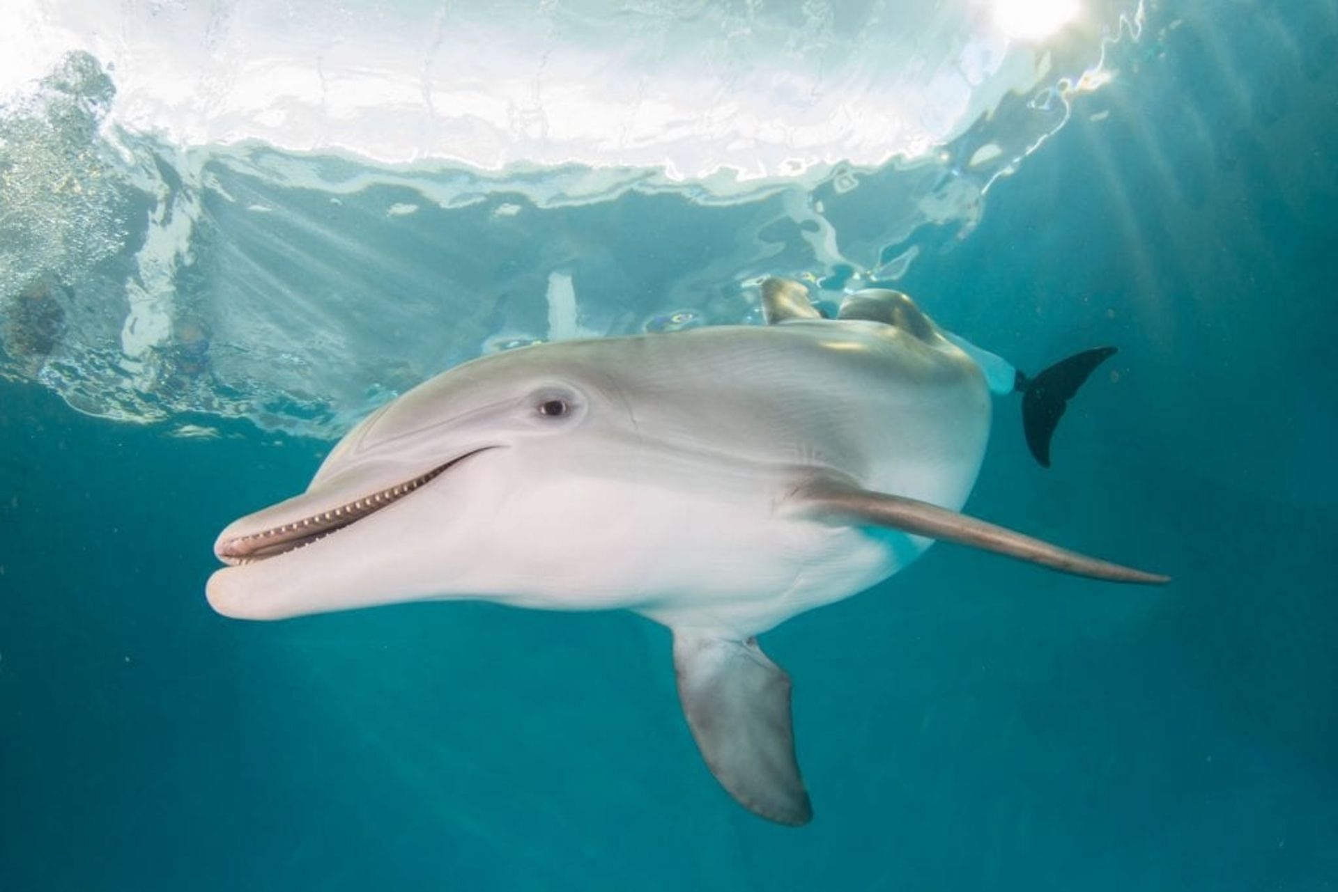 Winter, the late Dolphin (Image via Clearwater Marine Aquarium)