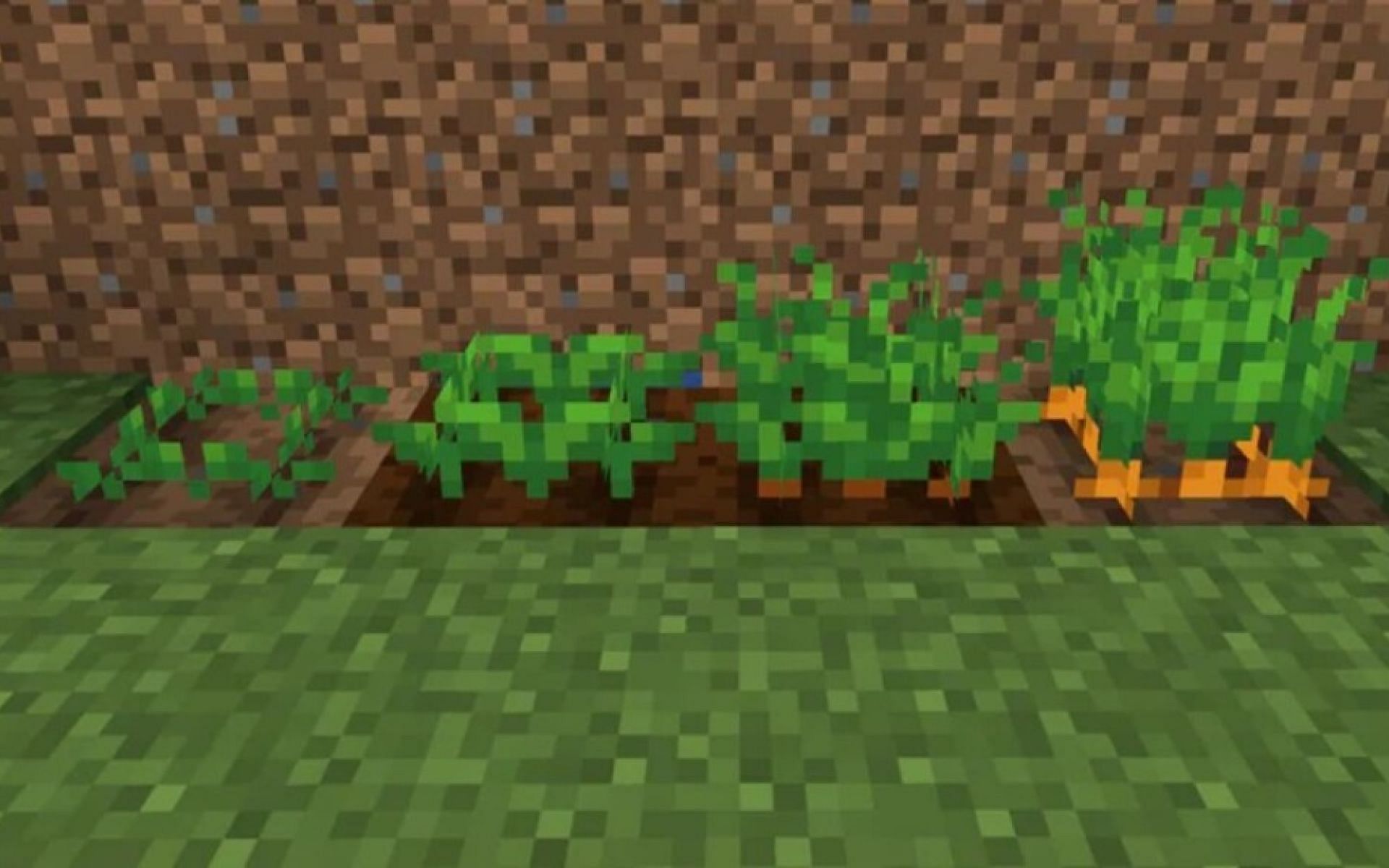 Random tick speed affects things such as crop growth in-game (Image via Minecraft)