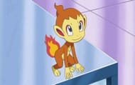 Chimchar in the Pokemon anime (Image via TPC)