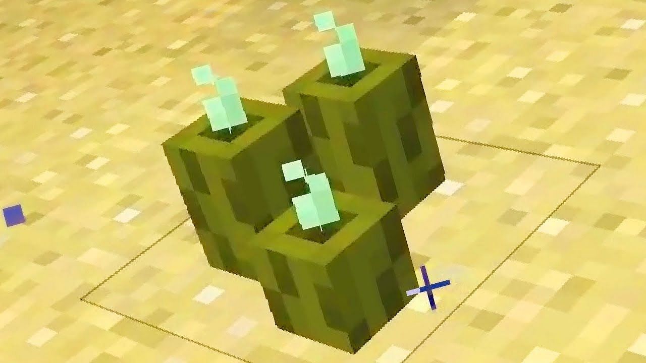 Although sea pickles are often found growing from coral blocks, they can be placed in many other areas (Image via Mojang).