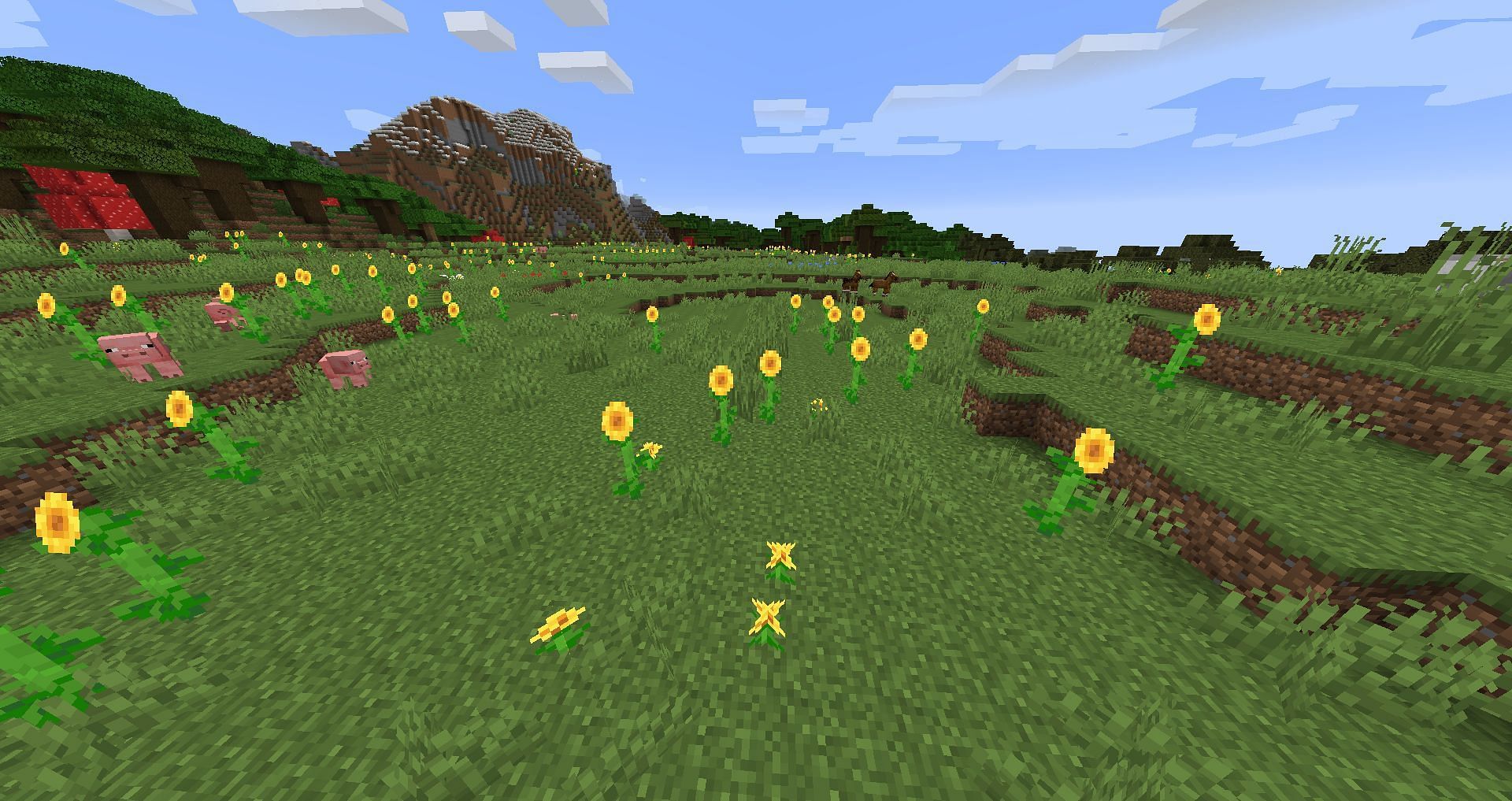Sunflowers in Sunflower Plains (Image via Minecraft Wiki)
