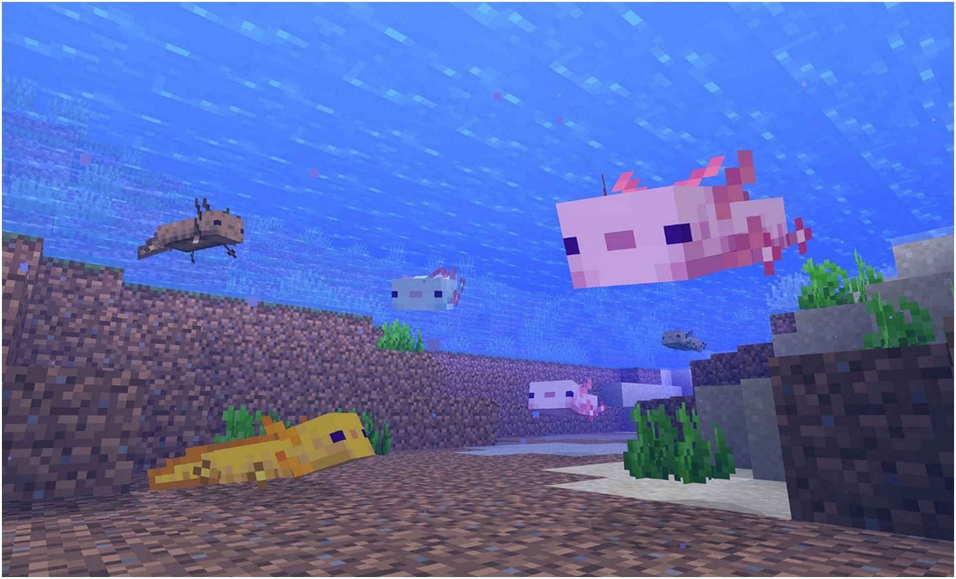 Axolotls in Minecraft (Image via Minecraft)