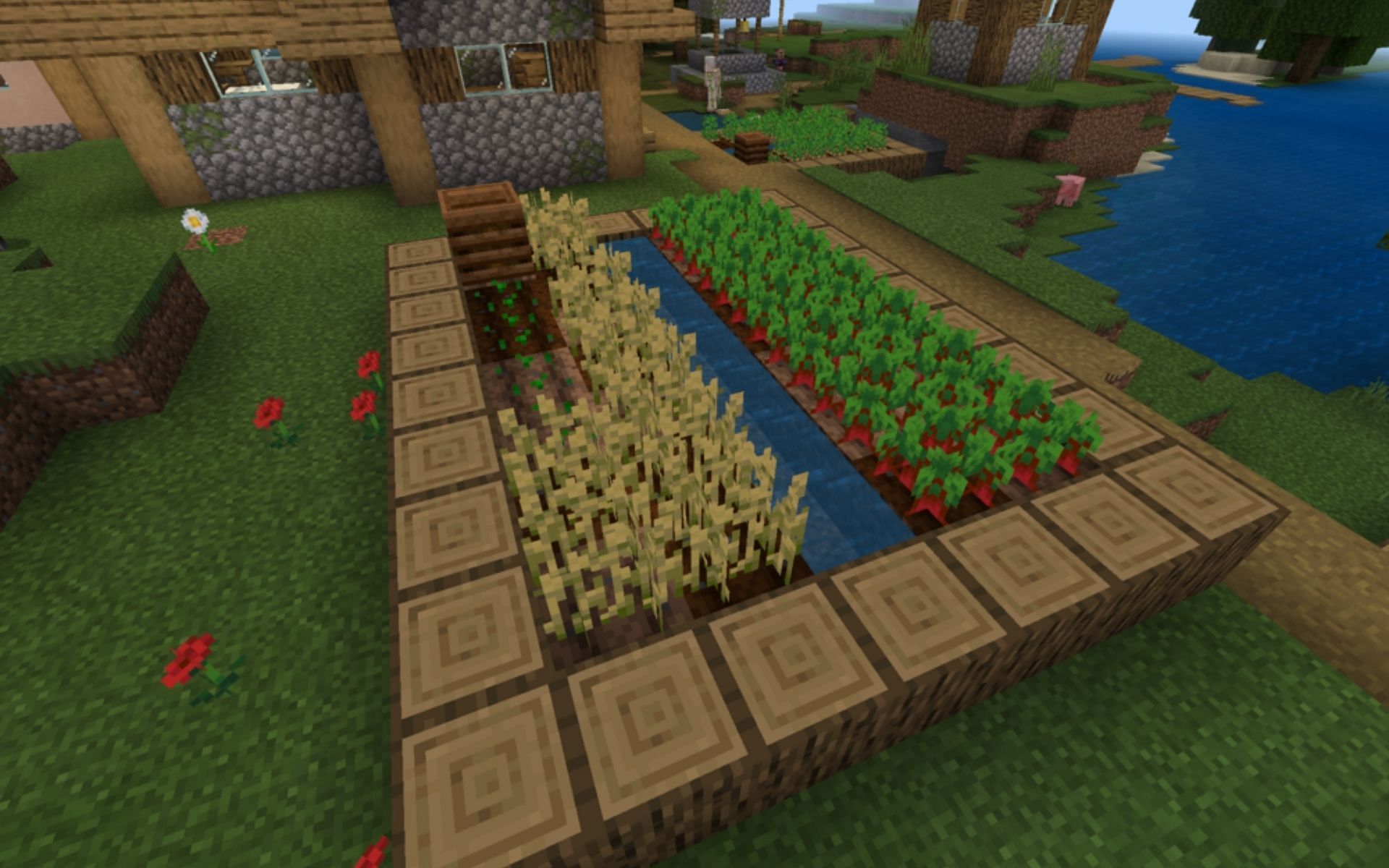 Village Wheat and Beetroot farm (Image via Minecraft Wiki)
