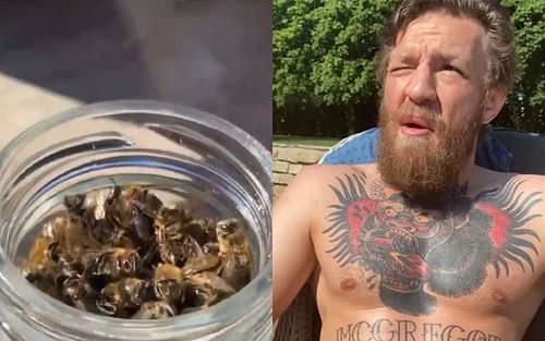 Conor McGregor eats some dead bees out of a jar [Photo credit: Twitter.com]